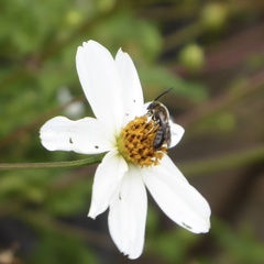 Megachile centuncularis
