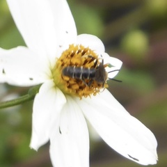 Megachile centuncularis