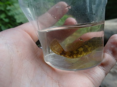 Cottus