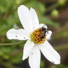 Megachile centuncularis