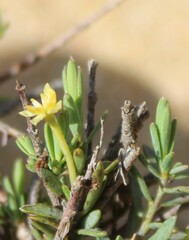 Struthiola ciliata