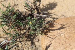 Struthiola ciliata