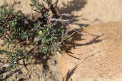 Struthiola ciliata