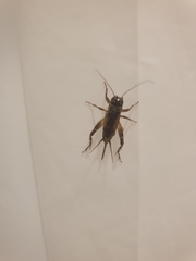 Eumodicogryllus bordigalensis