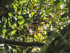 Myzomela obscura