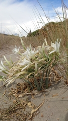 Pancratium maritimum