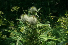 Cirsium laniflorum