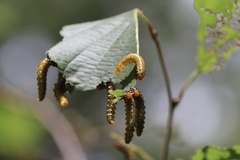 Symphyta