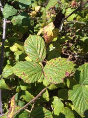 Rubus fruticosus