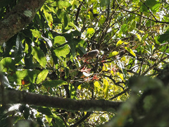 Myzomela obscura