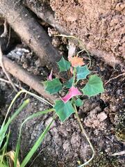 Berberis