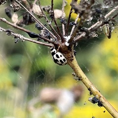 Propylea quatuordecimpunctata