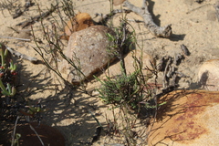 Struthiola ciliata