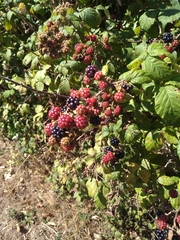 Rubus fruticosus