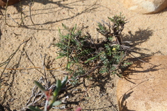 Struthiola ciliata