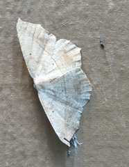 Prochoerodes lineola