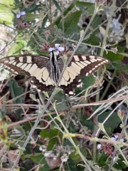 Papilio machaon
