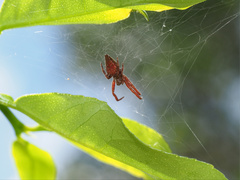 Cyrtophora exanthematica