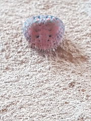 Mastophora carpogaster