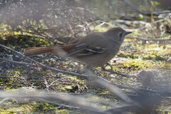 Drymodes brunneopygia