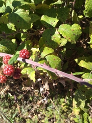Rubus fruticosus