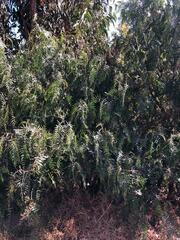 Schinus molle
