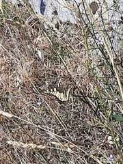 Papilio machaon