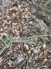 Cylindropuntia leptocaulis