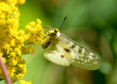 Parnassius clodius