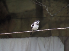 Sporophila morelleti