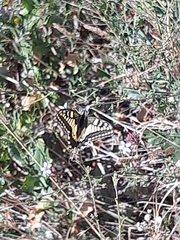 Papilio machaon