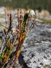 Cassiope tetragona
