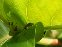 Cytaea