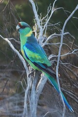 Barnardius zonarius