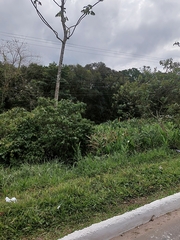 Hedychium coronarium