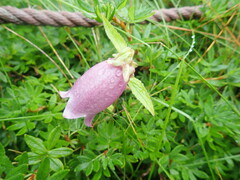 Campanula punctata