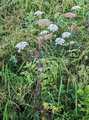 Angelica genuflexa