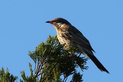 Acanthagenys rufogularis