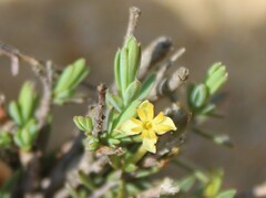 Struthiola ciliata
