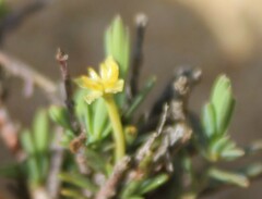 Struthiola ciliata