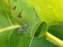 Cytaea