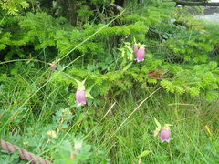Campanula punctata