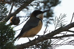 Acanthorhynchus tenuirostris