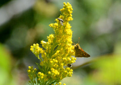 Ochlodes sylvanoides