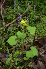 Sinosenecio oldhamianus