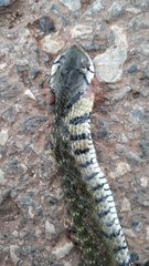 Fowlea flavipunctata