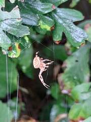Araneus diadematus