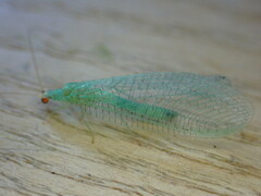 Pseudomallada flavifrons