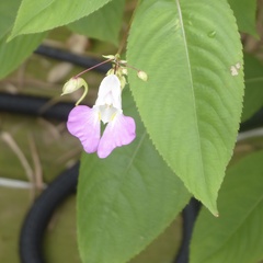 Impatiens balfourii