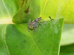 Cytaea